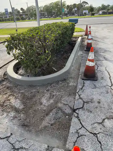 Newly poured concrete curb curving around a hedged landscape island in a DeLand, Florida retail parking lot